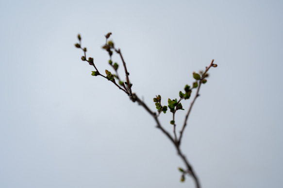 ＊開花間近＊ 桃色ユキヤナギ｜淡藤のうつわ 8枚目の画像