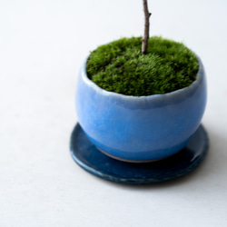 ＊開花間近＊ 桃色ユキヤナギ｜淡藤のうつわ 10枚目の画像