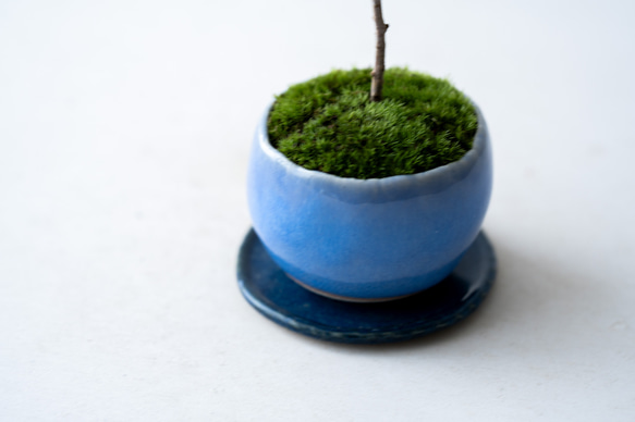 ＊開花間近＊ 桃色ユキヤナギ｜淡藤のうつわ 10枚目の画像