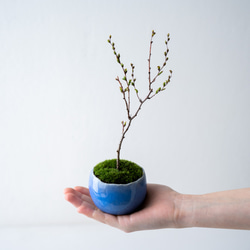 ＊開花間近＊ 桃色ユキヤナギ｜淡藤のうつわ 4枚目の画像