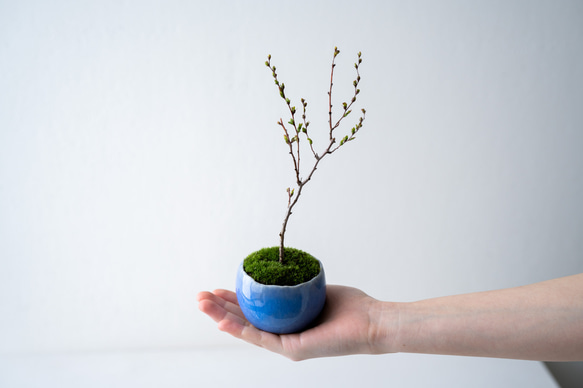 ＊開花間近＊ 桃色ユキヤナギ｜淡藤のうつわ 4枚目の画像