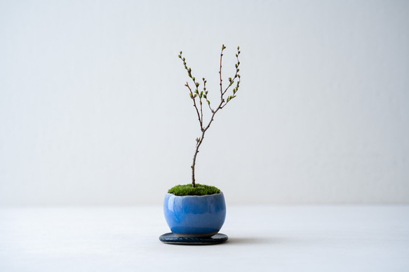 ＊開花間近＊ 桃色ユキヤナギ｜淡藤のうつわ 2枚目の画像