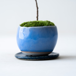 ＊開花間近＊ 桃色ユキヤナギ｜淡藤のうつわ 11枚目の画像