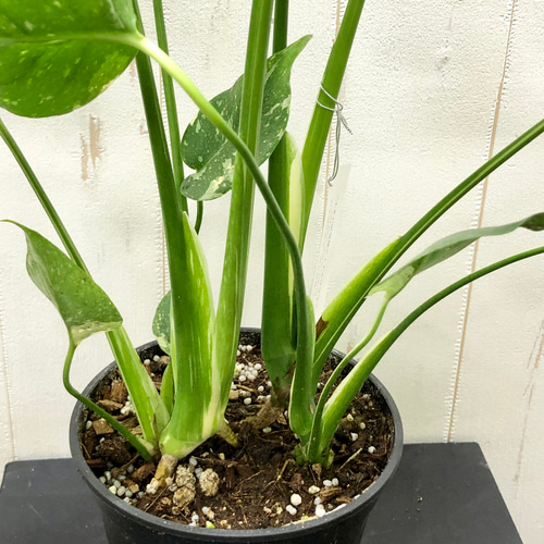 斑入りオリーブ苗 a 【公式通販】 斑入りオリーブ苗 C 斑入りオリーブ 苗