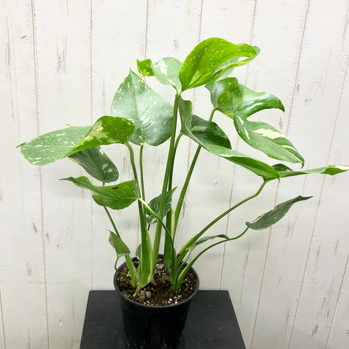 斑入りモンステラ②