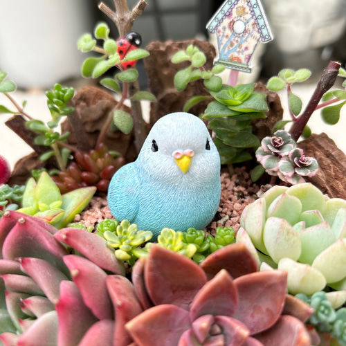 送料無料】可愛い♡幸せの青い鳥さん♪多肉植物寄せ植え