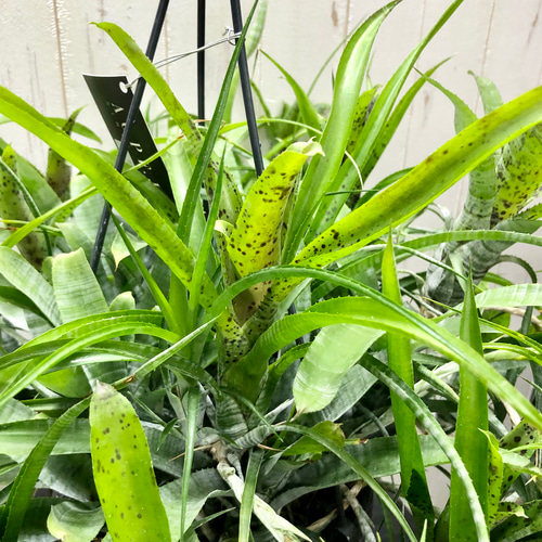 大株 ネオレゲリア パウシフローラ その他インテリア雑貨 PLANTS 大株 ネオレゲリア パウシフローラ その他インテリア雑貨 PLANTS