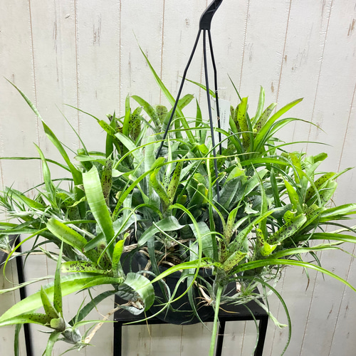 大株 ネオレゲリア パウシフローラ その他インテリア雑貨 PLANTS SHOP