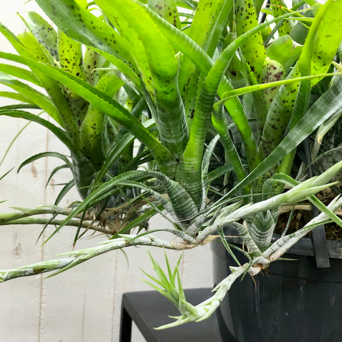 大株 ネオレゲリア パウシフローラ その他インテリア雑貨 PLANTS SHOP