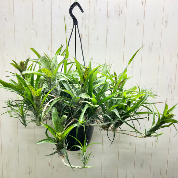 ヒリー　パオパオ　大株 大株 ネオレゲリア パウシフローラ その他インテリア雑貨 PLANTS SHOP