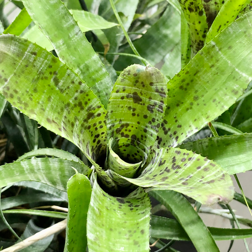 大株 ネオレゲリア パウシフローラ その他インテリア雑貨 PLANTS SHOP