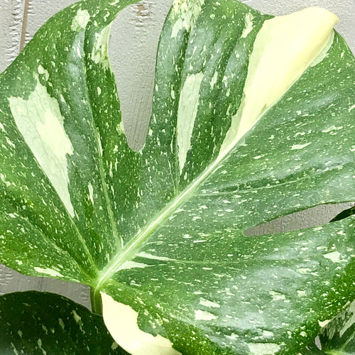 状態良好 2株植え！ 斑入り モンステラ 7 その他インテリア雑貨 PLANTS