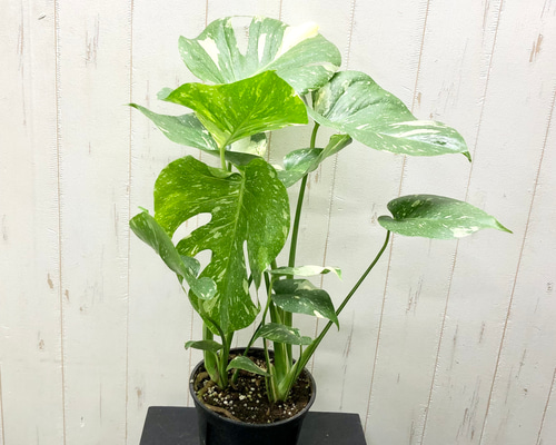 状態良好 2株植え！ 斑入り モンステラ 7 その他インテリア雑貨 PLANTS