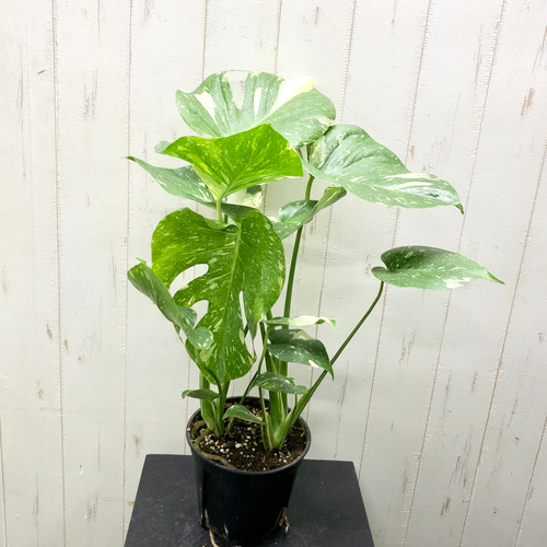 状態良好 2株植え！ 斑入り モンステラ 7 その他インテリア雑貨 PLANTS