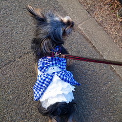 着せやすい犬服♪後ろバッスルスカートワンピース♪オーダーメイドで！ 4枚目の画像