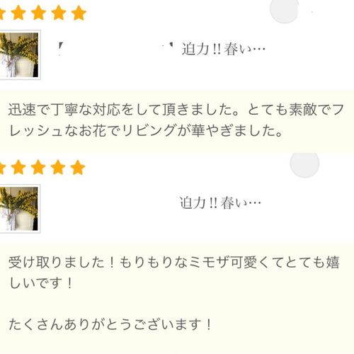 2026】春いっぱいフレッシュmimoza M 〜ミモザ アカシア 花束 生花