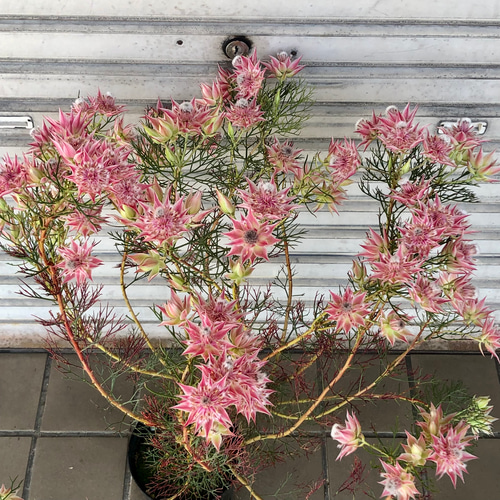 セルリア プリティピンク 2個セット セルリア プリティ ピンク