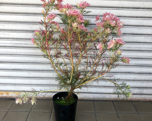 幹立ち大株 セルリアプリティピンク 花芽盛り沢山です 【公式通販】
