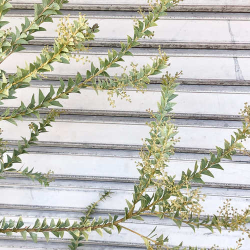 【摘心・花芽つき】アカシア 常緑苗木 ミモザ アカシア 花芽付き 5号 高さ50cm 花木 庭 玄関