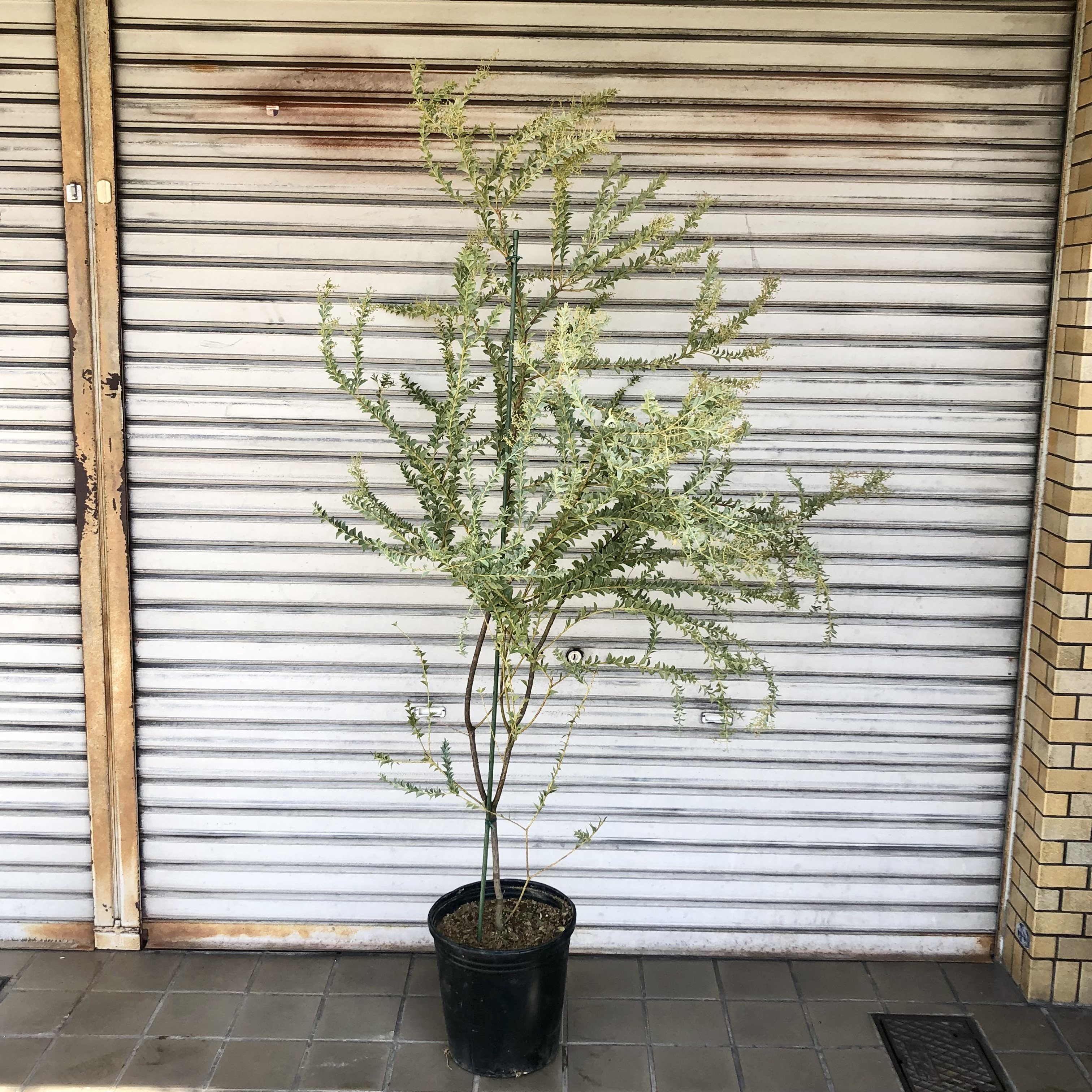【摘心・花芽つき】アカシア
