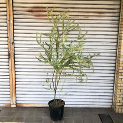 大量花芽！！ Acacia cultriformis 三角葉 アカシア その他インテリア