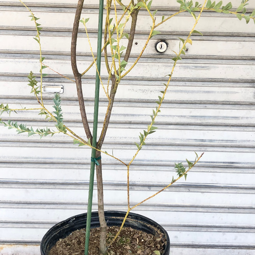 【摘心・花芽つき】アカシア ブリスベーンアカシア アカシア の特徴と育て方 niwa_akashia_06