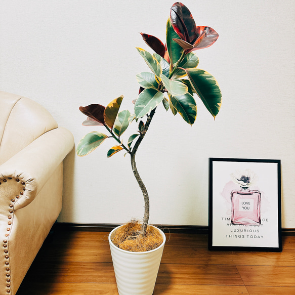 フィカス ルビー 曲がり仕立て 陶器鉢 植え込み発送