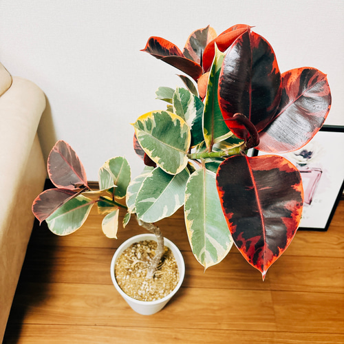 フィカス　ルビー　曲がり仕立て　8号　陶器鉢　植え込み発送 フィカス ルビー 曲がり仕立て 8号 陶器鉢 植え込み発送