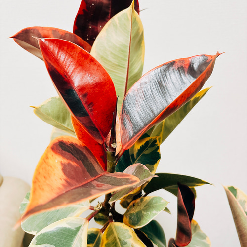 現品］18番 フィカスルビー 曲がり 8号 観葉植物 室内 おしゃれ