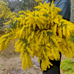 フレッシュミモザの花束、スワッグ、リース　　100サイズの箱 2枚目の画像