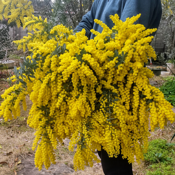 フレッシュミモザの花束、スワッグ、リース　　100サイズの箱 1枚目の画像