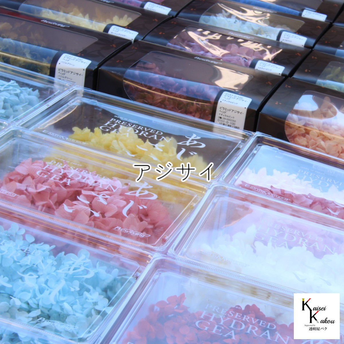 大地農園！プリザーブドフラワー「福袋　5000円　千日紅・アジサイ・カスミ草」送料無料　花材　ミニカスミ草　紫陽花