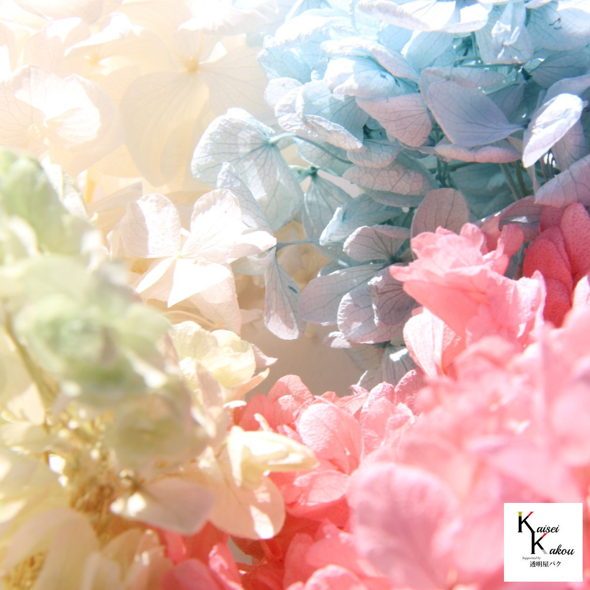 大地農園！プリザーブドフラワー「福袋　5000円　千日紅・アジサイ・カスミ草」送料無料　花材　ミニカスミ草　紫陽花