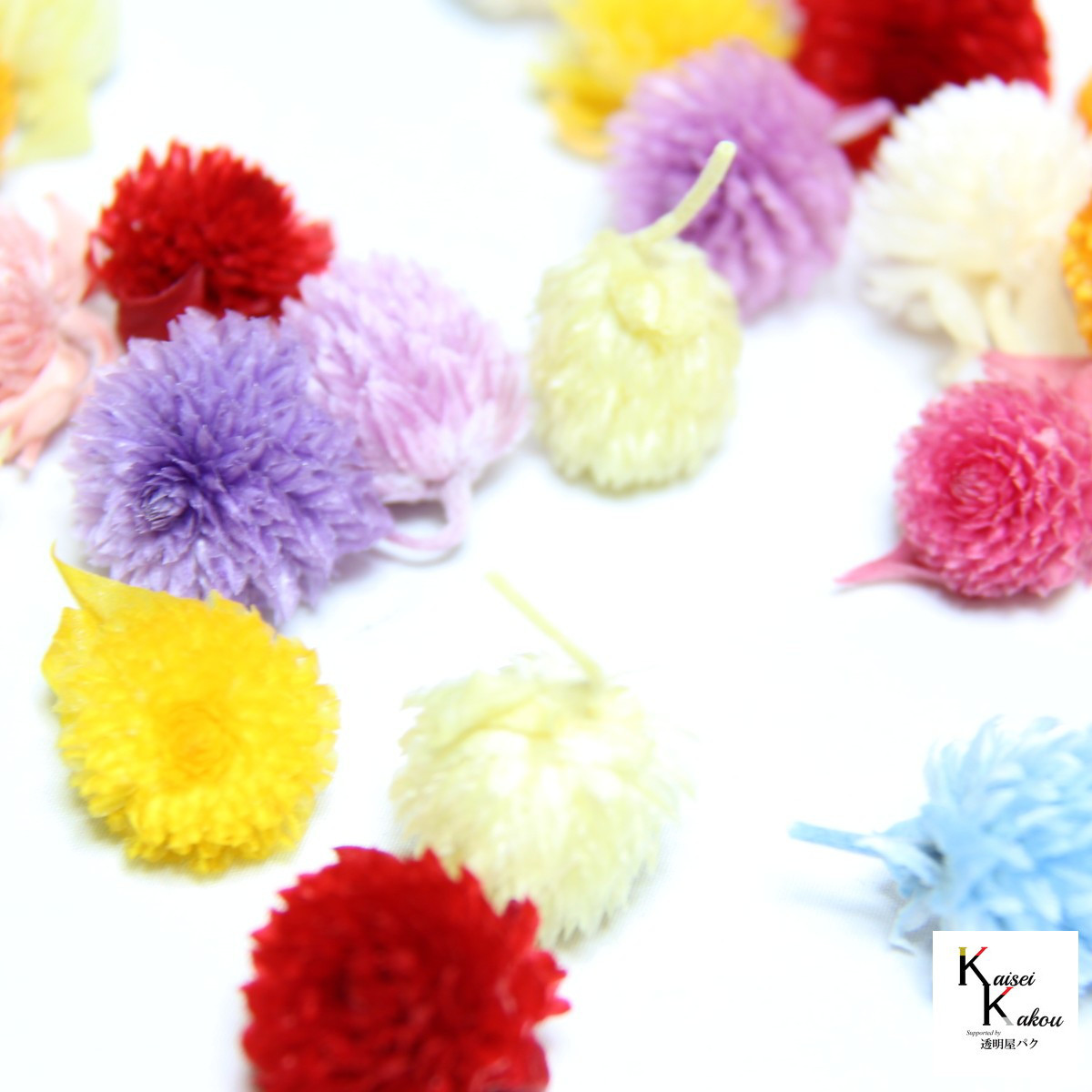 大地農園！プリザーブドフラワー「福袋　5000円　千日紅・アジサイ・カスミ草」送料無料　花材　ミニカスミ草　紫陽花