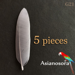 100枚■【クジャク 】孔雀の羽根 目玉 パーツ 鳥 羽根 素材 ❤️【クジャク 10枚】❤️孔雀の羽根 剣 目玉 パーツ 鳥の羽根