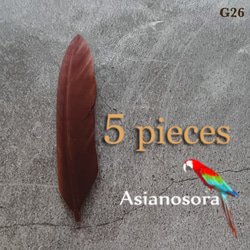 クジャク 10枚】❤️孔雀の羽根 目玉 パーツ 鳥の羽根 インテリア