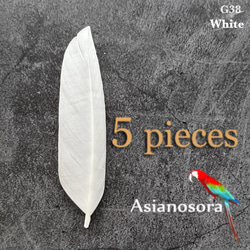 クジャク 10枚】❤️孔雀の羽根 目玉 パーツ 鳥の羽根 インテリア