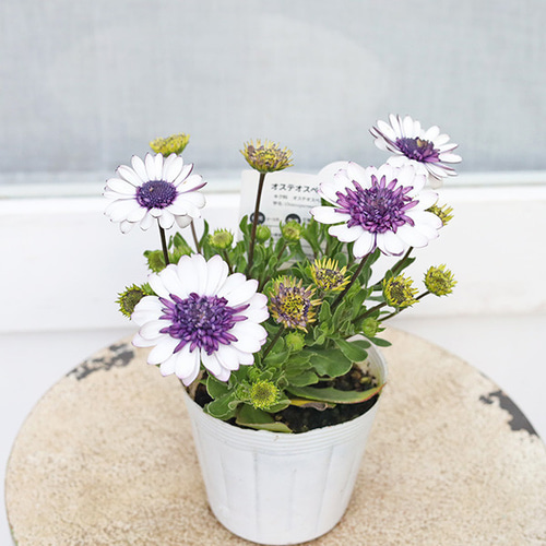 花苗 八重咲き オステオスペルマム 3D ブルーベリーシェイク 3.5号