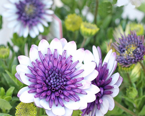 花苗 八重咲き オステオスペルマム 3D ブルーベリーシェイク 3.5号