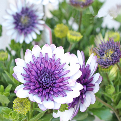花苗 八重咲き オステオスペルマム 3D ブルーベリーシェイク 3.5号