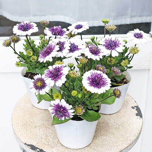 花苗 八重咲き オステオスペルマム 3D ブルーベリーシェイク 3.5号