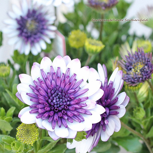 花 パックセーフ] リュック 60315100 EXP35 travel backpack メンズ BLACK