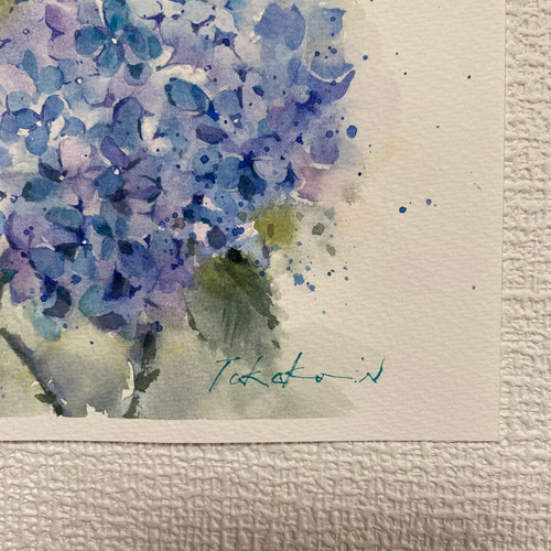 あじさい　水彩画　原画 あじさい3 水彩画 原画 （オンラインショップ 透明水彩原画