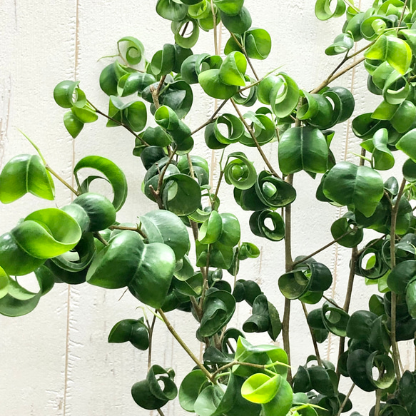 背高め  密度抜群！  フィカス ベンジャミン バロック   CERAMIC アイボールブラック 6枚目の画像