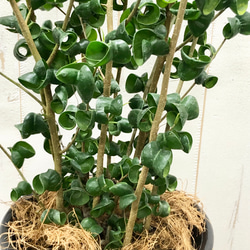 背高め  密度抜群！  フィカス ベンジャミン バロック   CERAMIC アイボールブラック 9枚目の画像