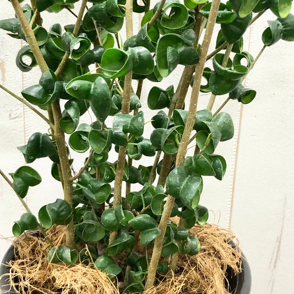 背高め  密度抜群！  フィカス ベンジャミン バロック   CERAMIC アイボールブラック 9枚目の画像