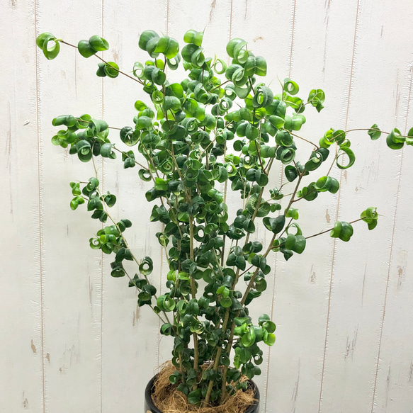 背高め  密度抜群！  フィカス ベンジャミン バロック   CERAMIC アイボールブラック 4枚目の画像