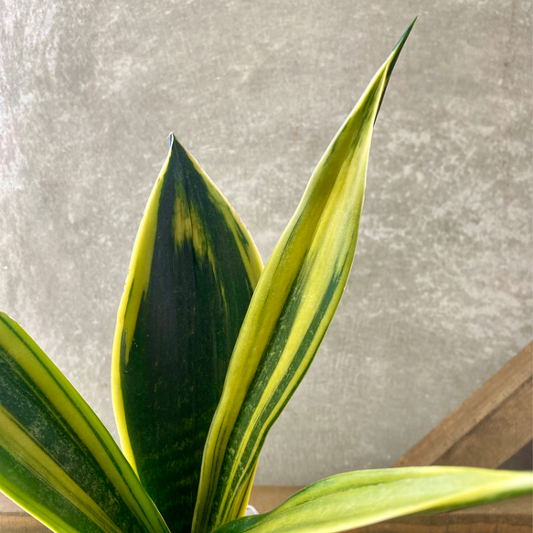 観葉植物　サンスベリア　ゴールデンフレーム（ゴールドフレーム） 3枚目の画像