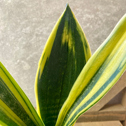 観葉植物　サンスベリア　ゴールデンフレーム（ゴールドフレーム） 2枚目の画像