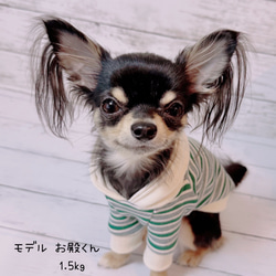 【超小型犬服】・ボーダーパーカー・フレッピー裏毛 1枚目の画像